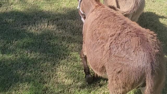 Donkeys chasing cat