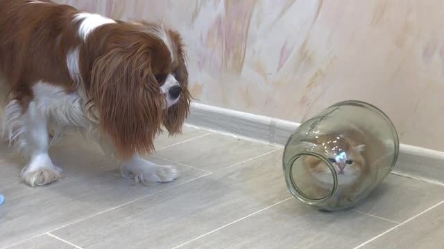 Kitten Hides from Dog in Glass Jar