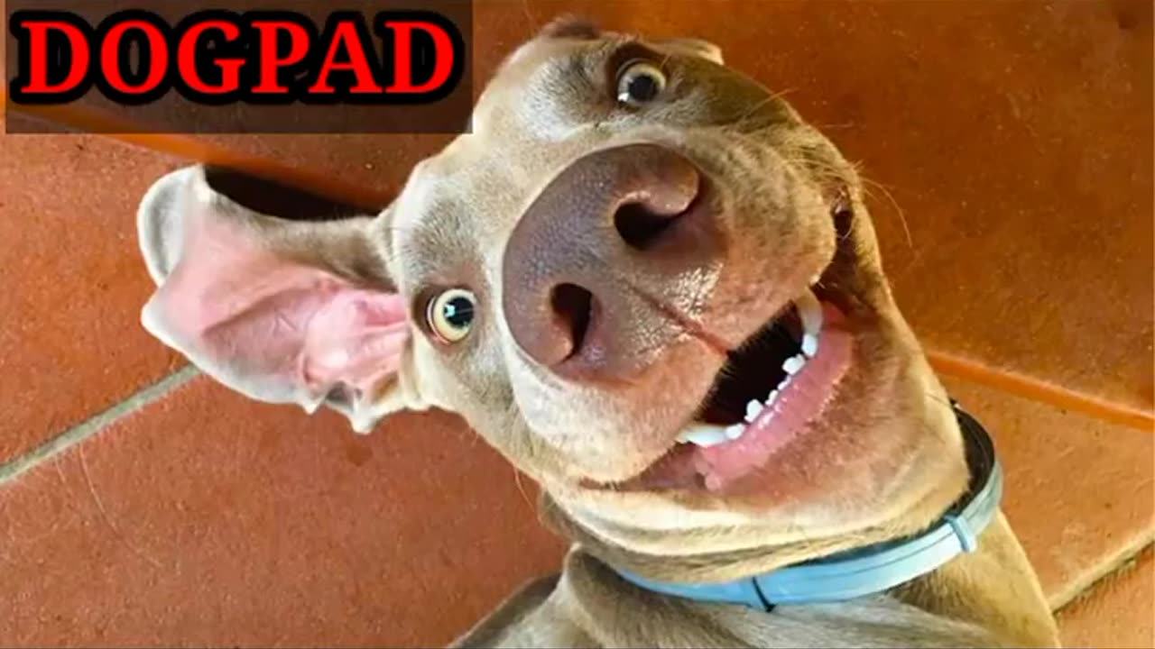 Funny dog compilation