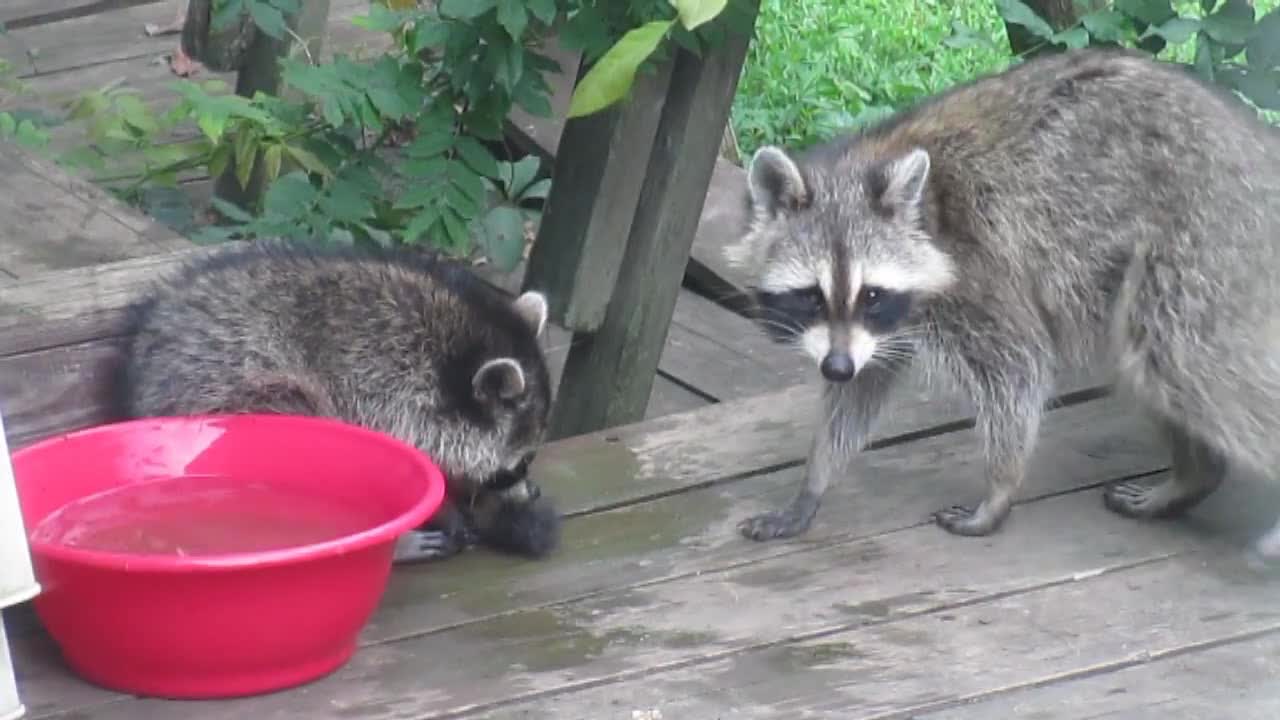 Baby raccoon receives 'Spring Cleaning' from his mother