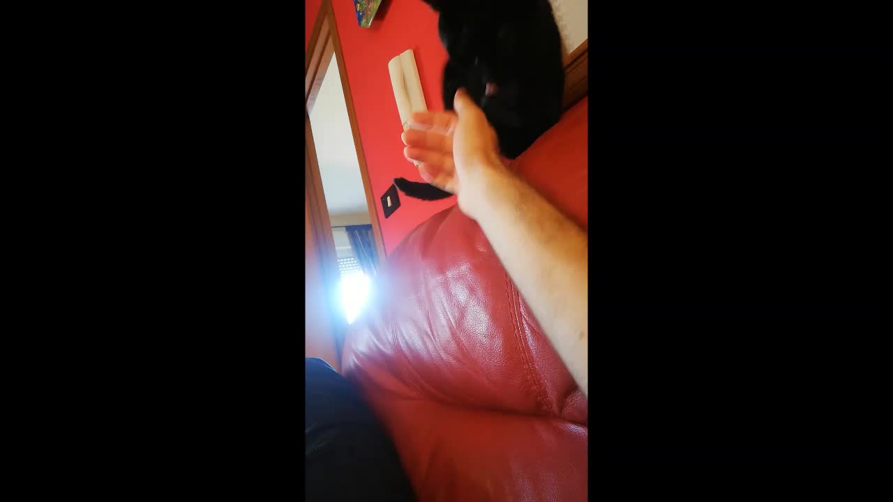 Playing with cat