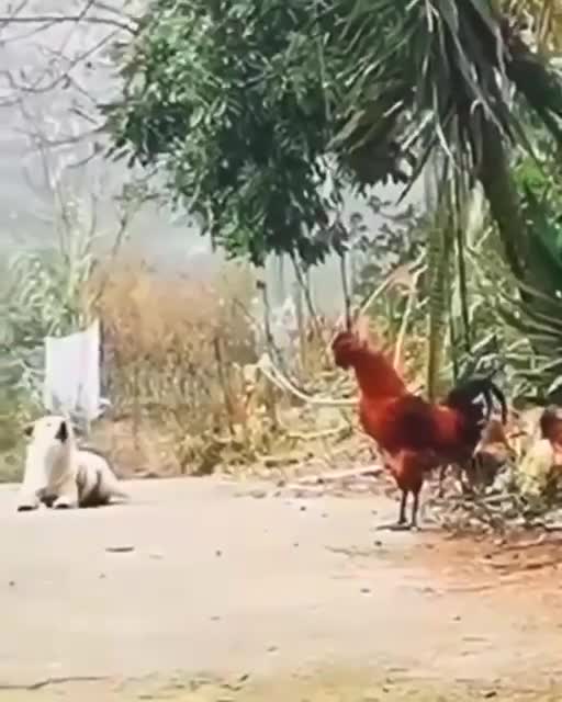 Ridiculous Rooster & Crowing Canine