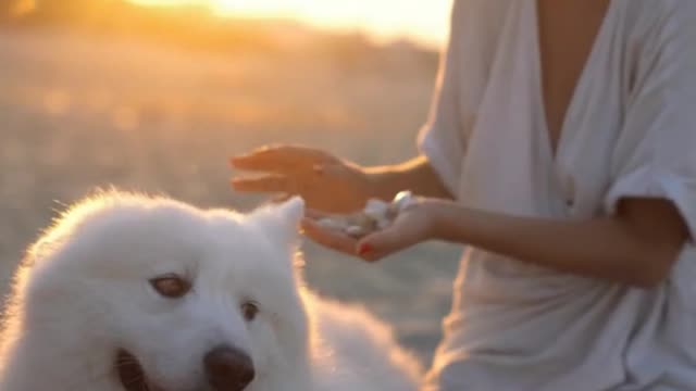 🐶Is picnic good for dogs?🐶