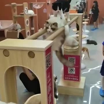 Cats are masters of fitness.