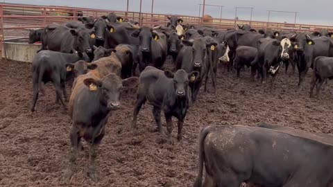 45- Young Brangus pair.