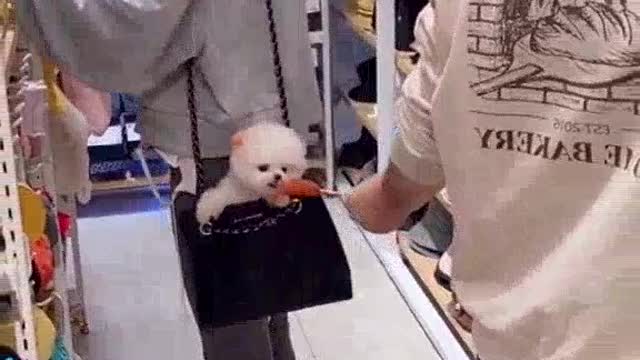 A puppy eating ice cream.