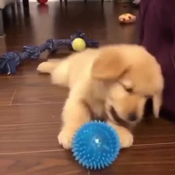 The dog playing ball in the house is surprised. See for yourself.
