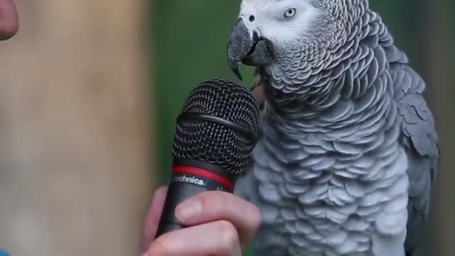 Parrot show