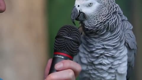 Parrot show