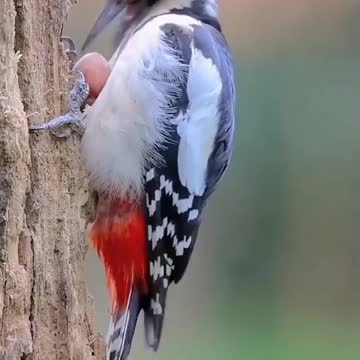The great spotted woodpecker also stores oak fruit