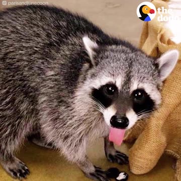 Raccoon Who Fell From Tree Has The Best Family Now