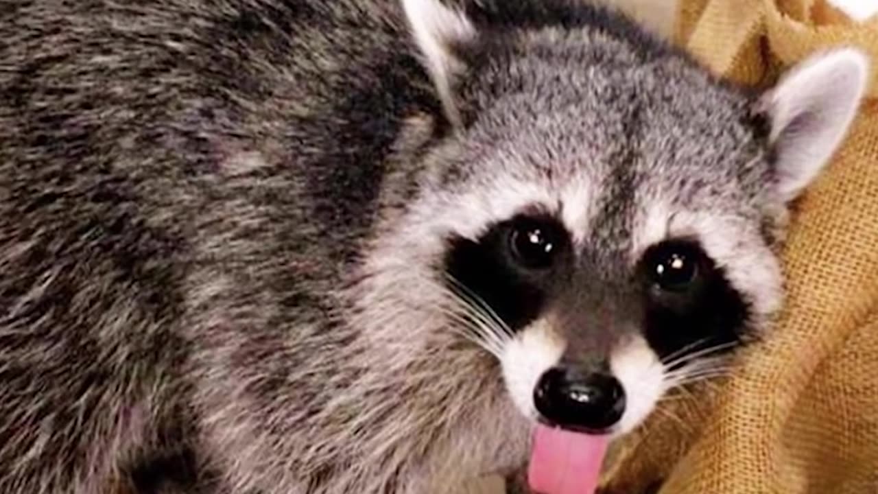 Raccoon Who Fell From Tree Has The Best Family Now