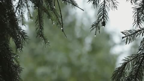 How to calm your mind down and sleep/study due to rain [Nature's Cure]