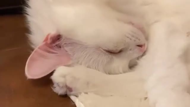 Sleeping cat