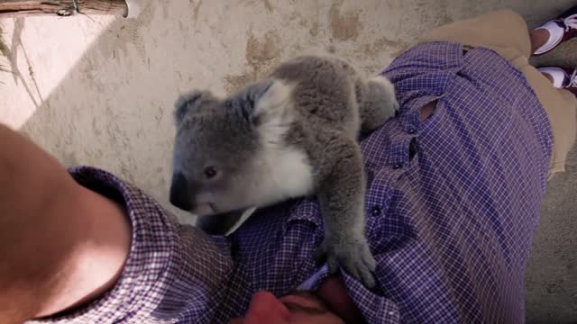 The moment this baby koala climbs up and cuddles cameraman