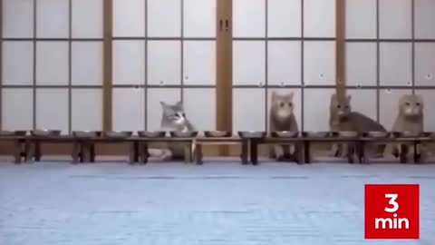 Funny Cats