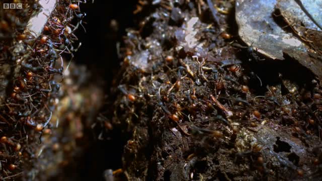 Army Ants Rampage Through The Forest | The Hunt | BBC Earth