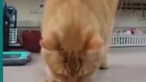 try not to laugh | funny fails 2022 😂❤🌈😂🌈