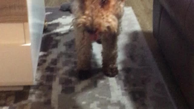 Welsh Terrier ‘Oscar’ Wants to Play