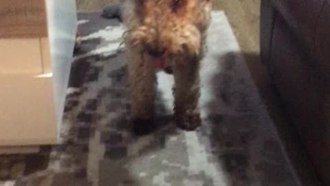 Welsh Terrier ‘Oscar’ Wants to Play