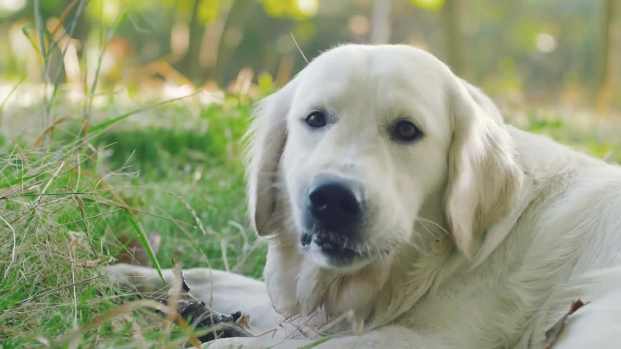 Cute retriever labrador dog gnawing wooden stick in park