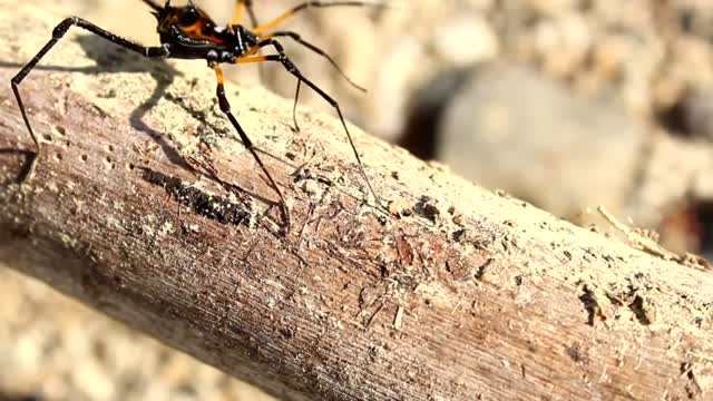 Video of a black spider