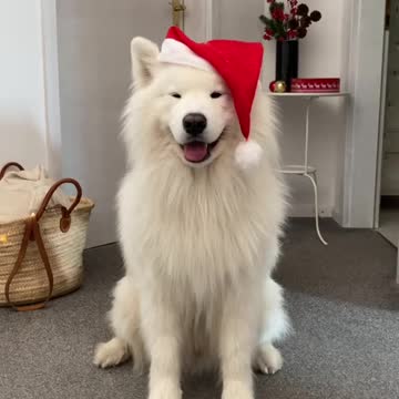 THE CUTE DOG IS WAVING HIS EARS WEARING A CHRISTMAS HAT