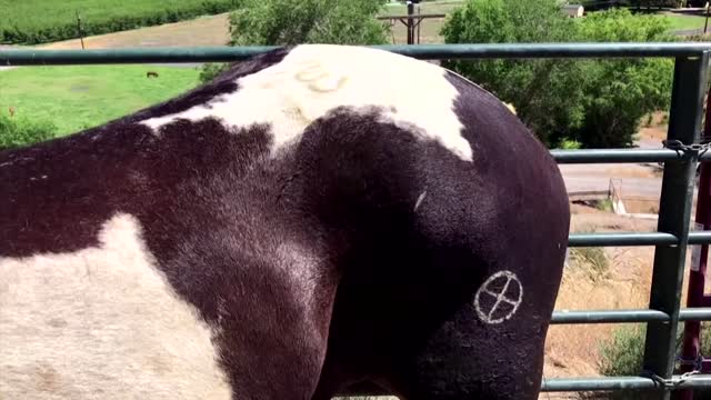 Volunteers tend to horses injured in U.S. fires