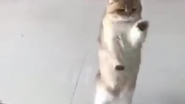 Funny cat Dance on music