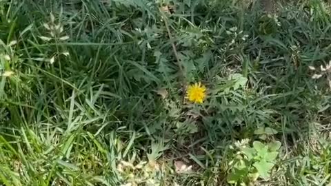 Dandelion swaying in the wind