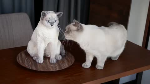 Cat_Reaction_to cake