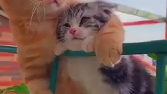 Cat lavar