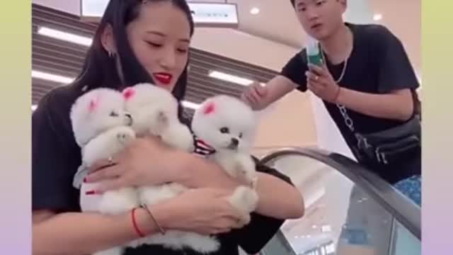 Funny and Cute Dog Video Compilation,🐕🐕_01 _#short