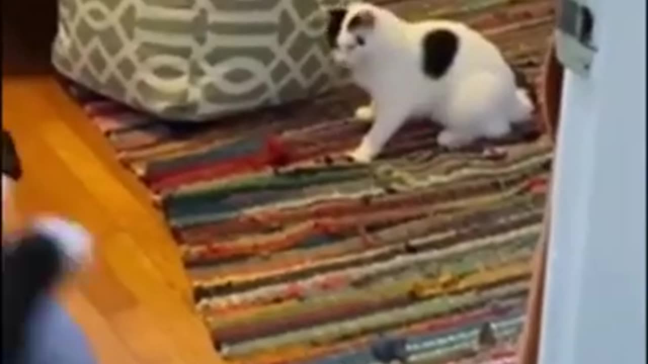 Funny cat animal video