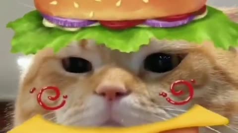 hamburger kitten