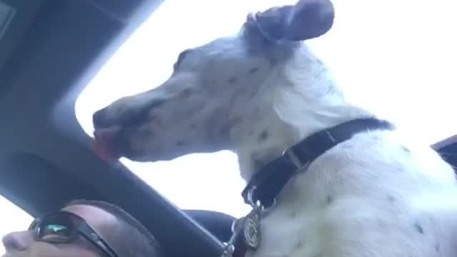 White dog sticking head out window from car