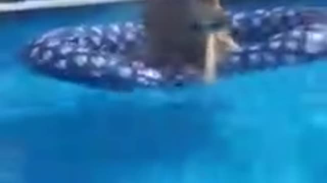 Ronan the Golden retriever - playing catch in the pool_batch