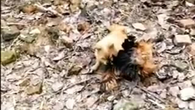 Dog fight chicken