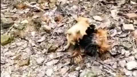 Dog fight chicken