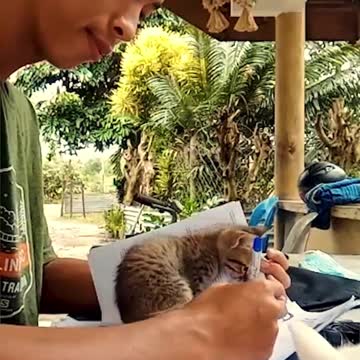 Clingy Cat Wants Attention. 😂❤️