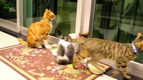 Funny Cats and Kittens Meowing Compilation