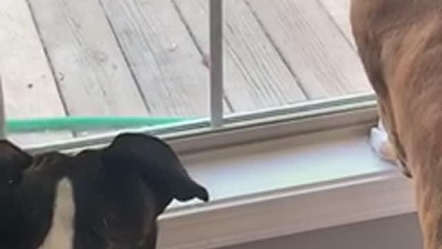 Boxers stand off with a squirrel