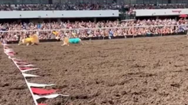 72 Fast & Furry-ous Corgis Compete in Race