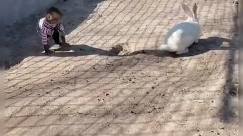 Fight with Rabbits