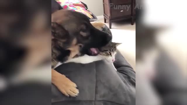 🤣 Funniest 🐶 Dogs and 😻 Cats - Awesome Funny Animals Video 😇