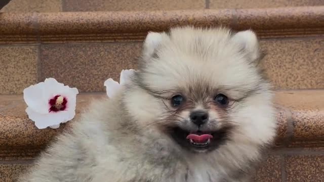 #The_Loveliest_Animals ,funny video tiktok,video for dogs,dog jerry video,baby animal videos