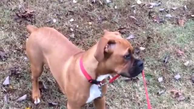 Puppy Decides To Walk Himself