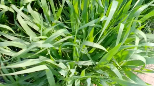 Go harvest