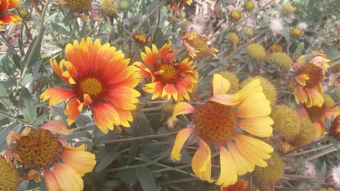 Gaillardia and a neighbor