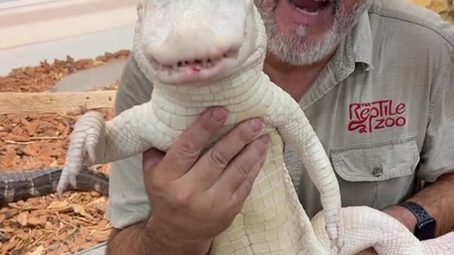 Albino American alligator love their food